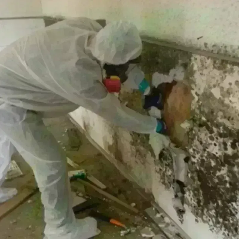 Mold Remediation and Removal in Shirley, NY